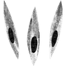 Ovoshi logo